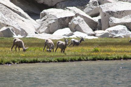 Chance for wildlife viewing at Soldier Lake...